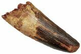 Real Fossil Spinosaurus Tooth - Feeding Worn Tip #314732-1